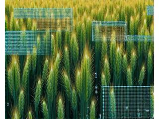 Satellietbeeldanalyse van graanveldgroei
